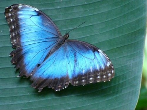 Trip to Butterfly house 